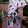 orkideler